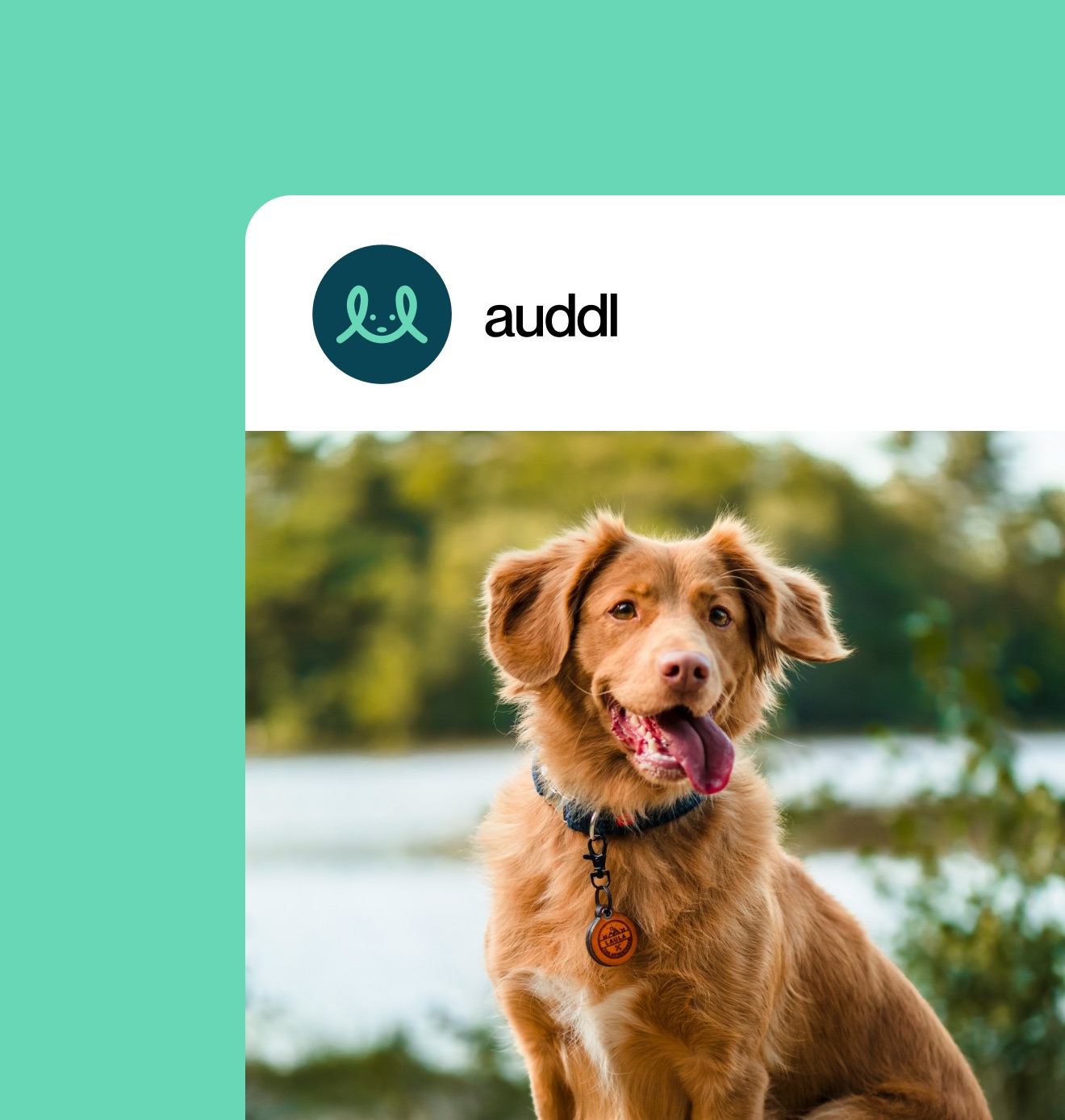 auddl social profile with a dog photo